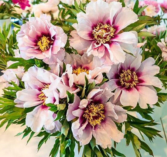 Itoh peonija 'Cora Louise'